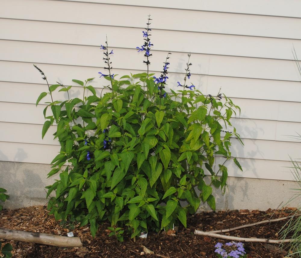 Photo of Anise-Scented Sage (Salvia coerulea 'Black and Blue') uploaded by ILPARW