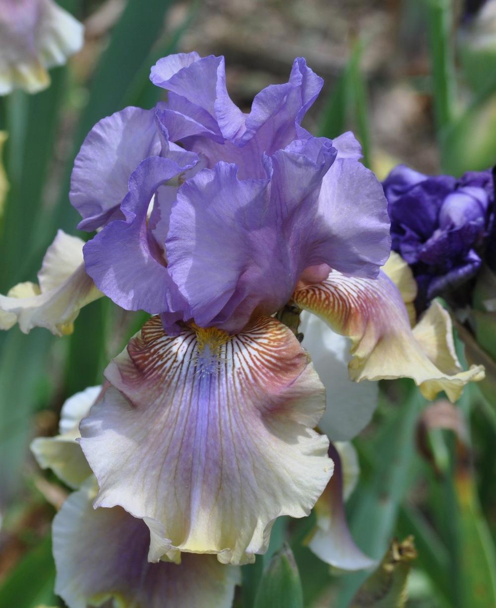 Photo of Tall Bearded Iris (Iris 'Artist's Palette') uploaded by LewEm