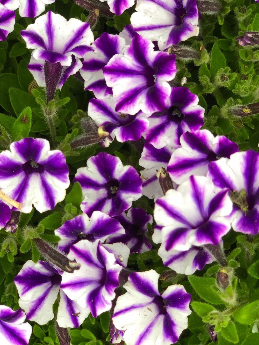 Photo of Petunia Supertunia® Violet Star Charm uploaded by Njiris