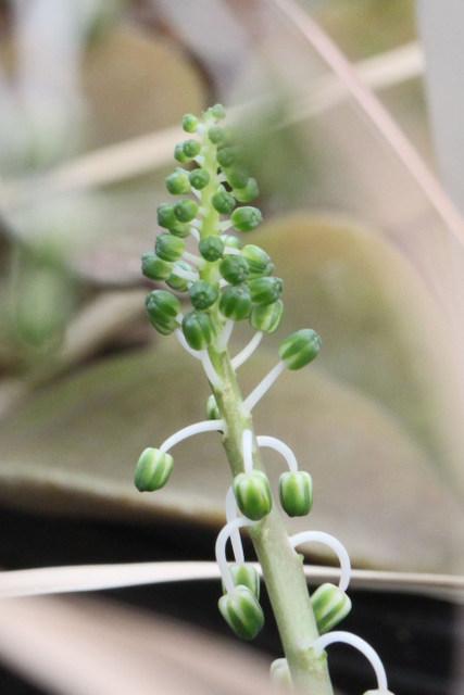 Photo of Silver Squill (Ledebouria socialis) uploaded by RuuddeBlock