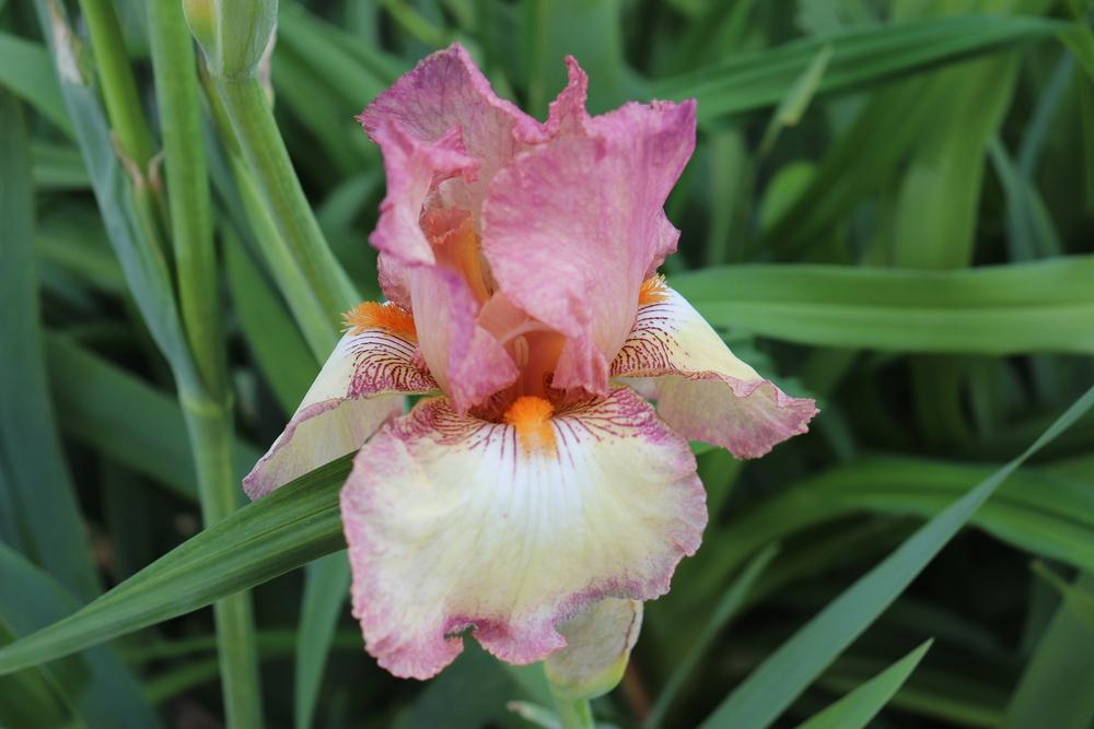 Photo of Tall Bearded Iris (Iris 'Sterling Mistress') uploaded by Xiron