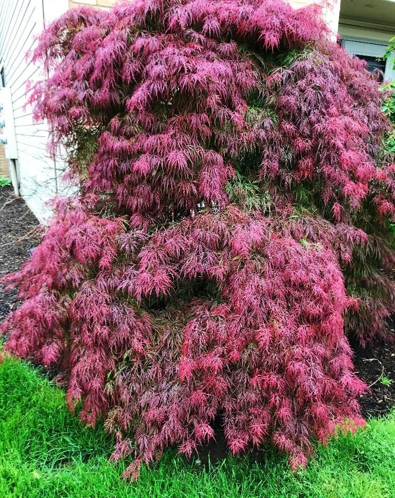 Photo of Cutleaf Japanese Maple (Acer palmatum 'Red Dragon') uploaded by cwhitt