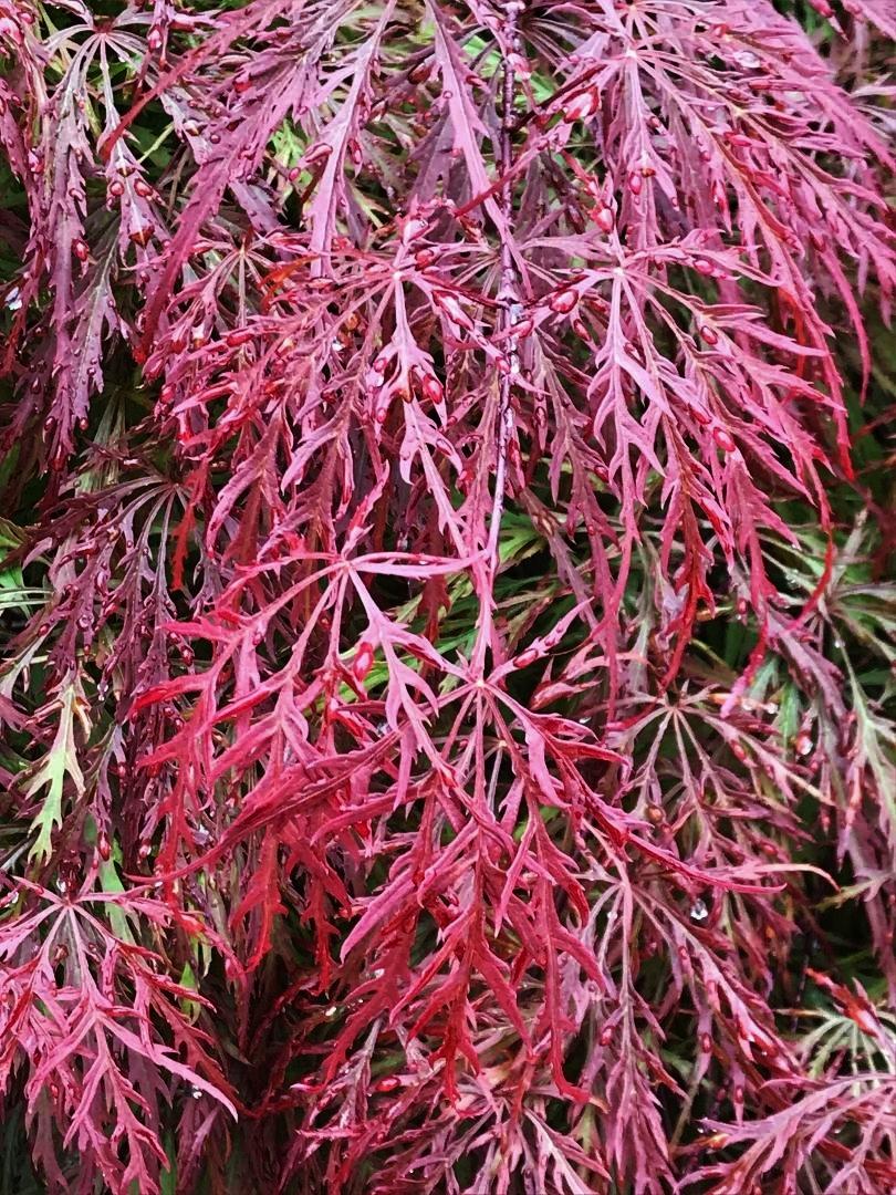 Photo of Cutleaf Japanese Maple (Acer palmatum 'Red Dragon') uploaded by cwhitt