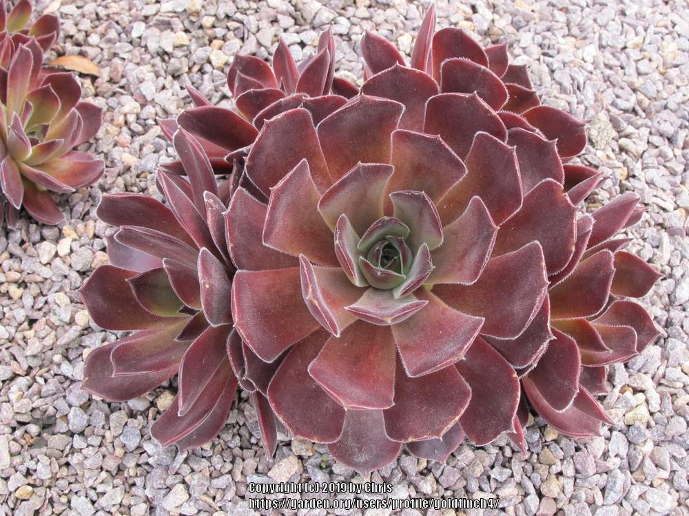 Photo of Hen and Chicks (Sempervivum 'Rustic Charm') uploaded by goldfinch4