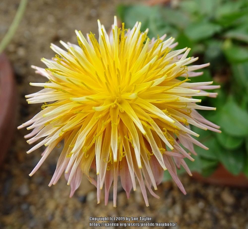 Photo of Pink Dandelion (Taraxacum pseudoroseum) uploaded by kniphofia