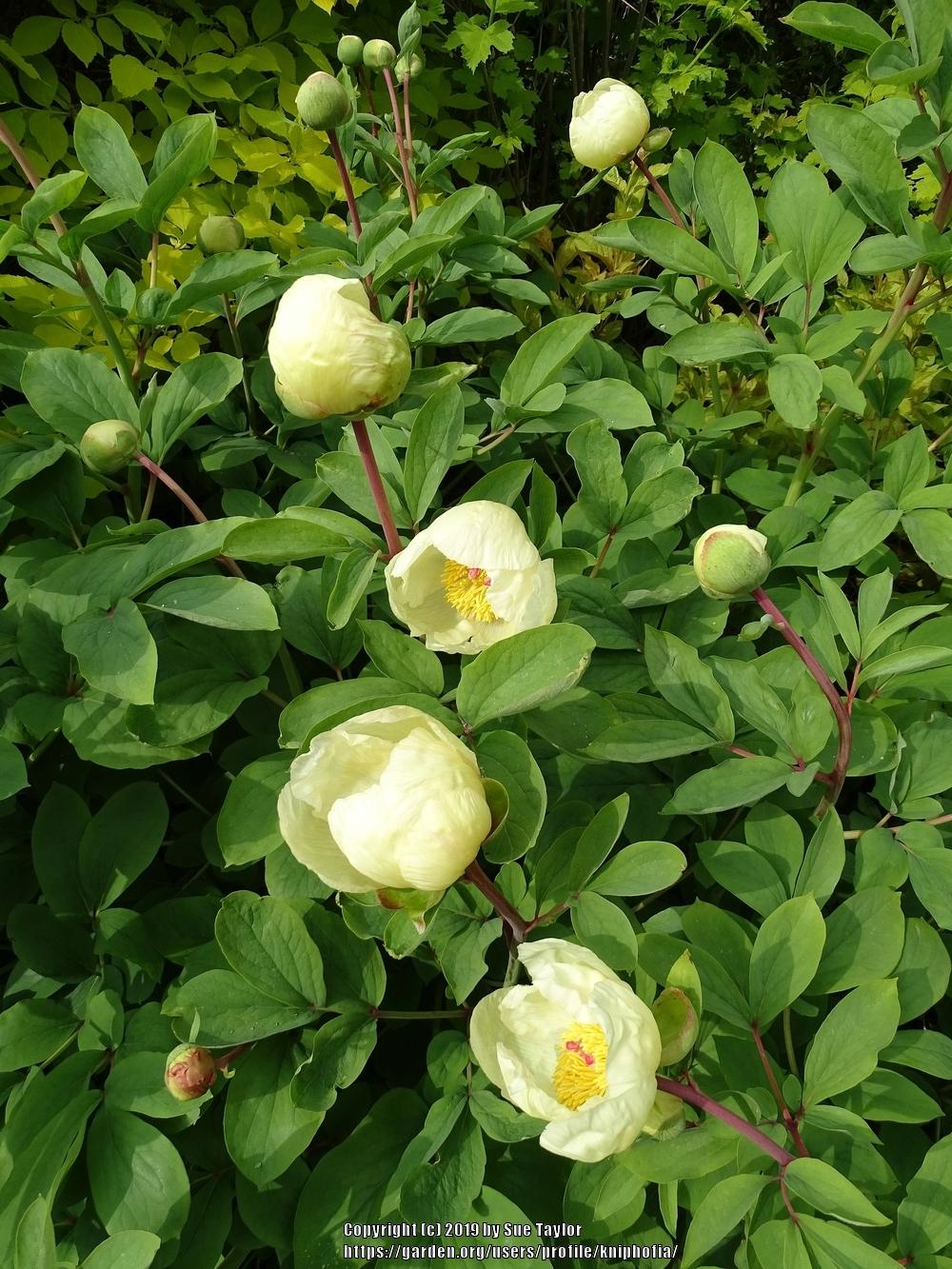 Photo of Peony (Paeonia daurica subsp. mlokosewitschii) uploaded by kniphofia