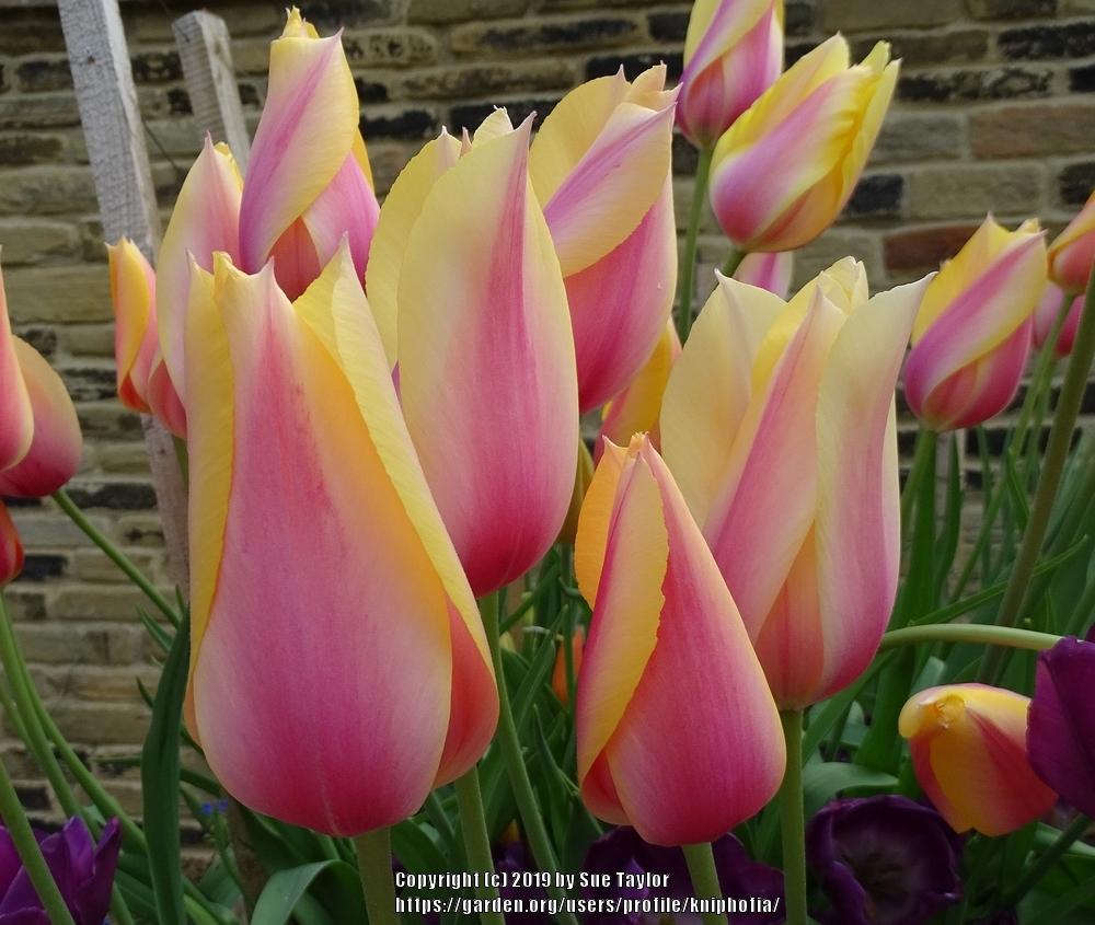 Photo of Single Late Tulip (Tulipa 'Blushing Lady') uploaded by kniphofia