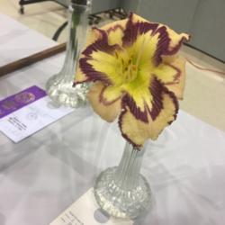 Location: Daylily show
Date: 2019-05-11