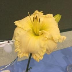 Location: DayLily show
Date: 2019-05-11