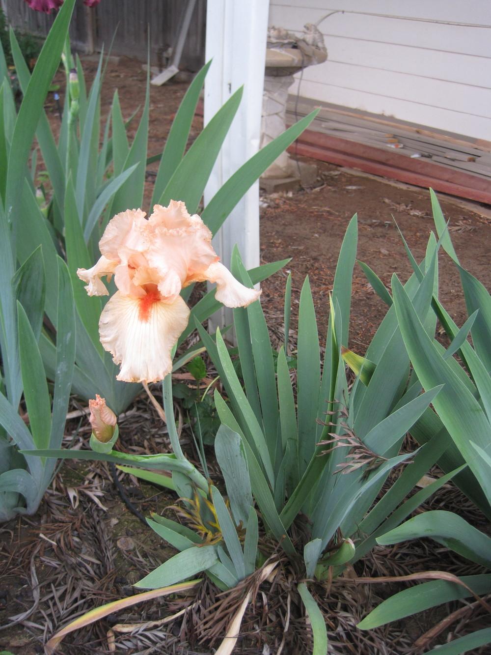 Photo of Tall Bearded Iris (Iris 'Coral Point') uploaded by shalyn