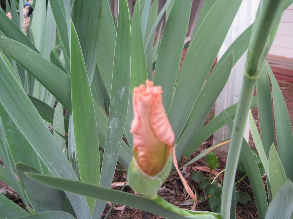 Photo of Tall Bearded Iris (Iris 'Coral Point') uploaded by shalyn