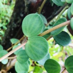 Location: Tampa Bay Area
Date: 2019-05-10
Simply Perfect Peperomia