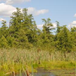 Location: Volo Bog in Ingleside, Illinois
Date: 2014-08-14
wild American or Eastern Larch (Tamaracks)
