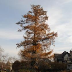 Location: Wayne, Pennsylvania
Date: 2015-12-13
European Larch in fall color