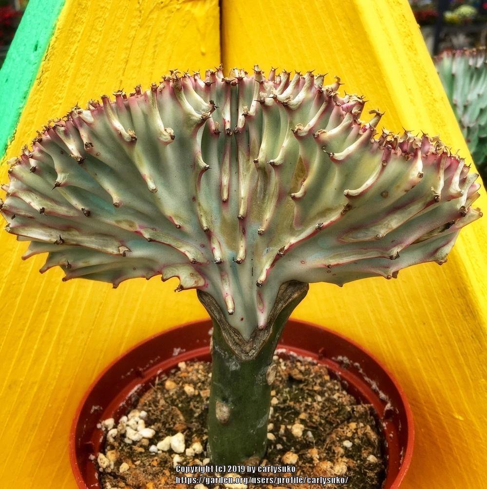 Photo of Elkhorn (Euphorbia lactea 'Cristata') uploaded by carlysuko