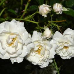 Location: Botanical Gardens of the State of Georgia...Athens, Ga
Date: 2019-05-12
Sea Foam Rose 011