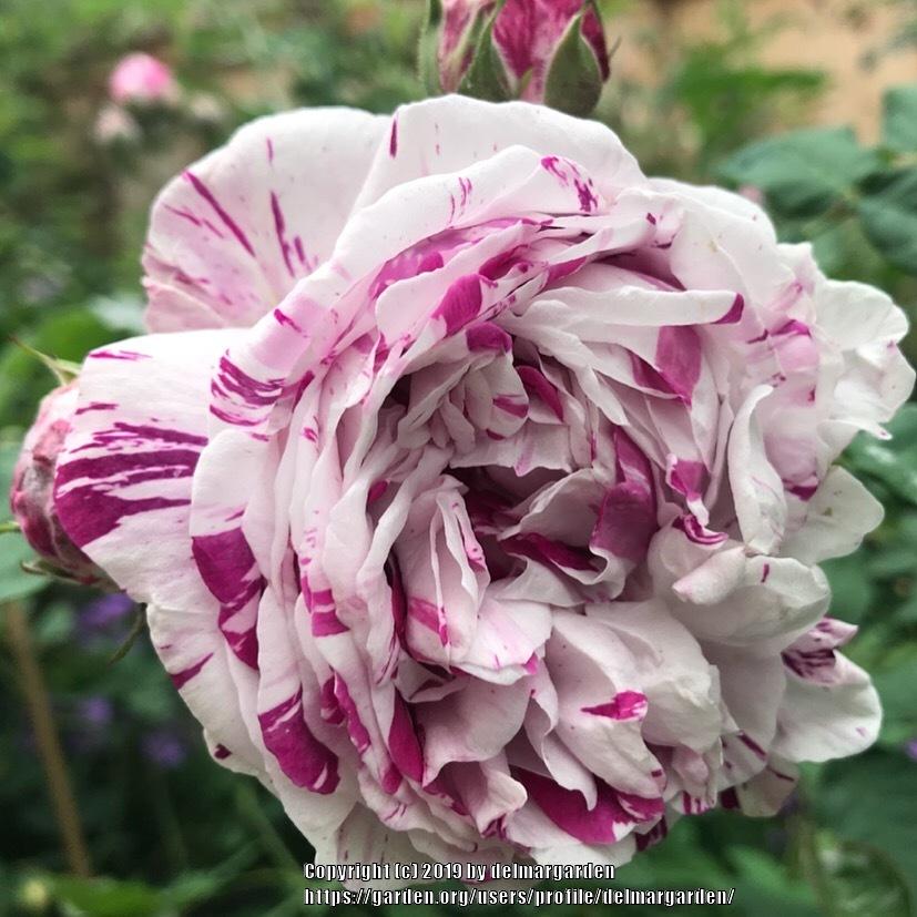 Photo of Rose (Rosa 'Variegata di Bologna') uploaded by delmargarden