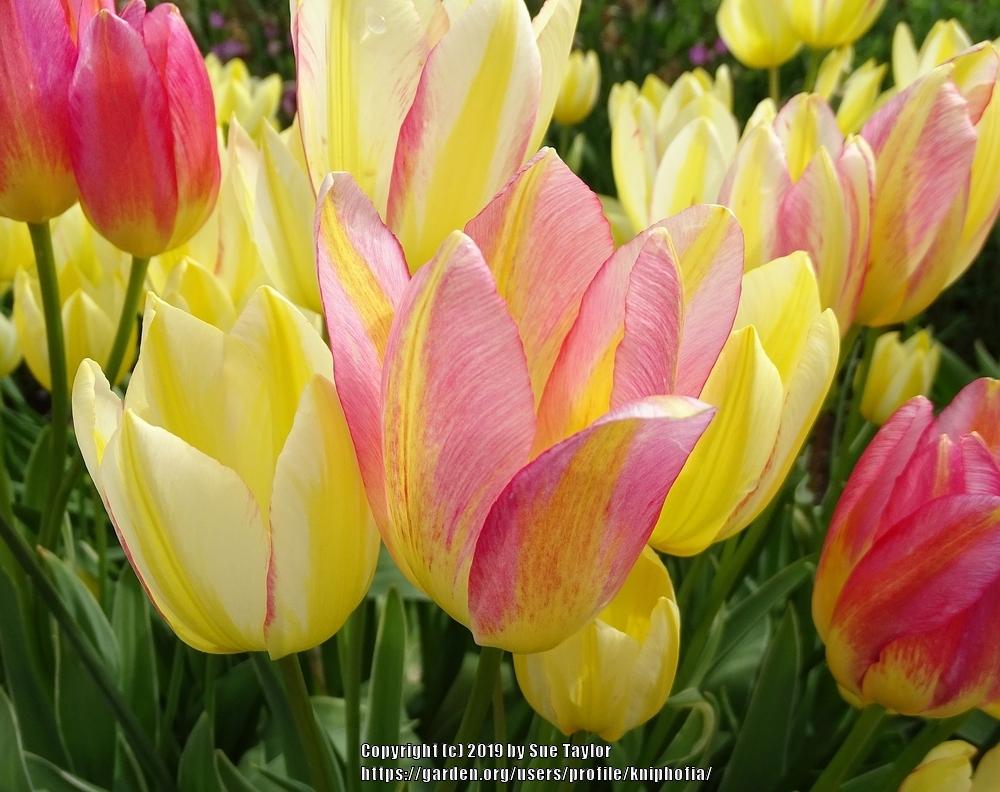 Photo of Single Late Tulip (Tulipa 'Antoinette') uploaded by kniphofia