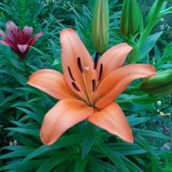 Location: My Caffeinated Garden, Grapevine, TX
Date: 2019-05-14
Wonderful large lily that just enjoys the heat in zone 8 whether 