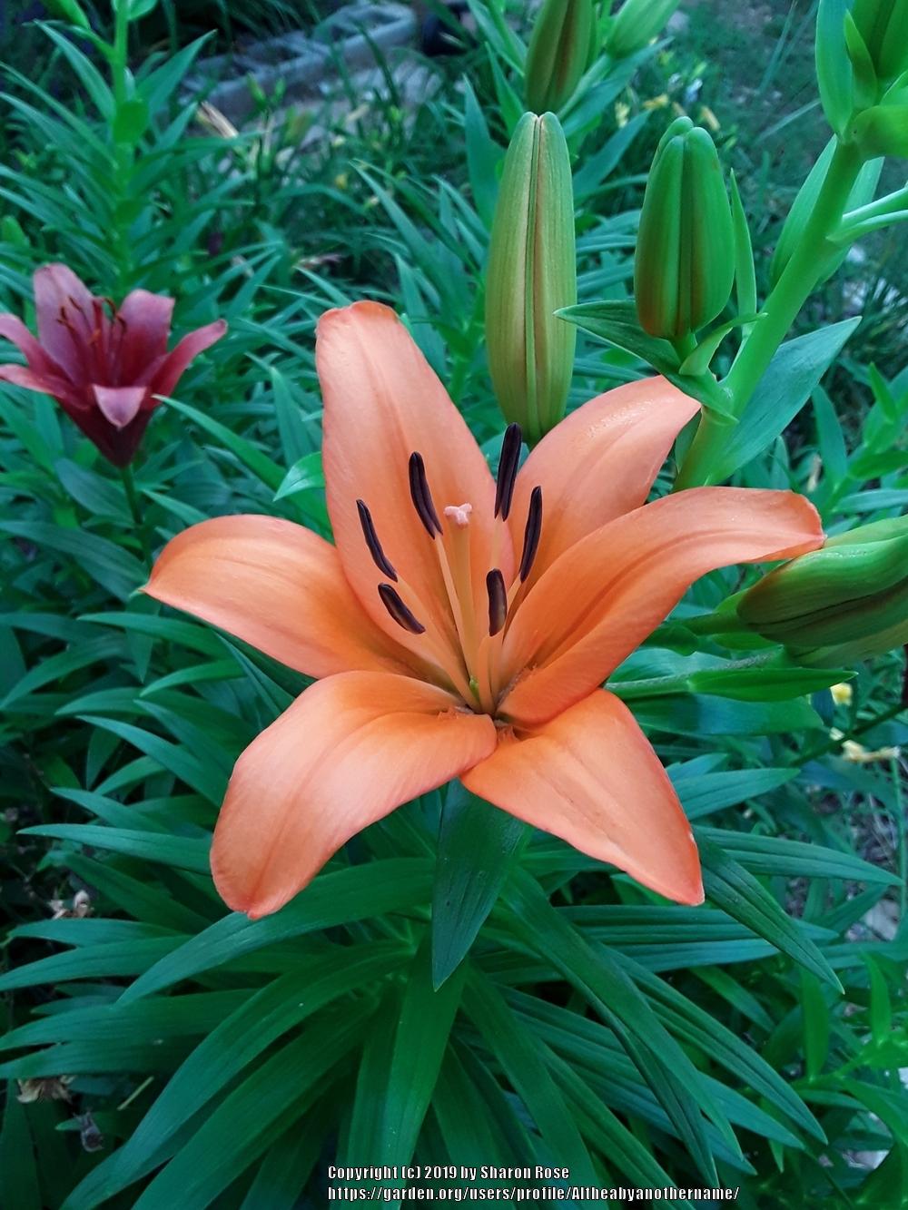 Photo of Lilies (Lilium) uploaded by Altheabyanothername