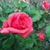 My best performing garden rose!