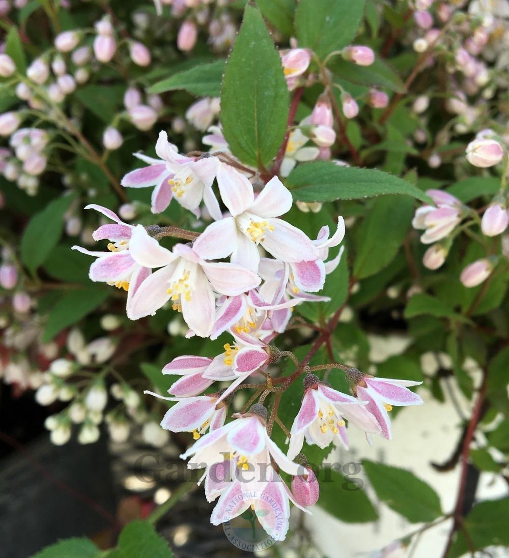 Photo of Deutzia Yuki Cherry Blossom™ uploaded by BlueOddish