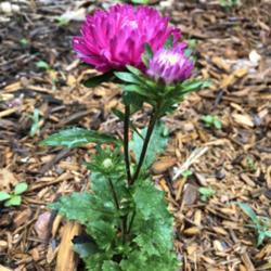 Location: Flowery Branch, GA
Date: 2019-05-12
Grown from seed; sown 2/9; bloomed 5/12/19