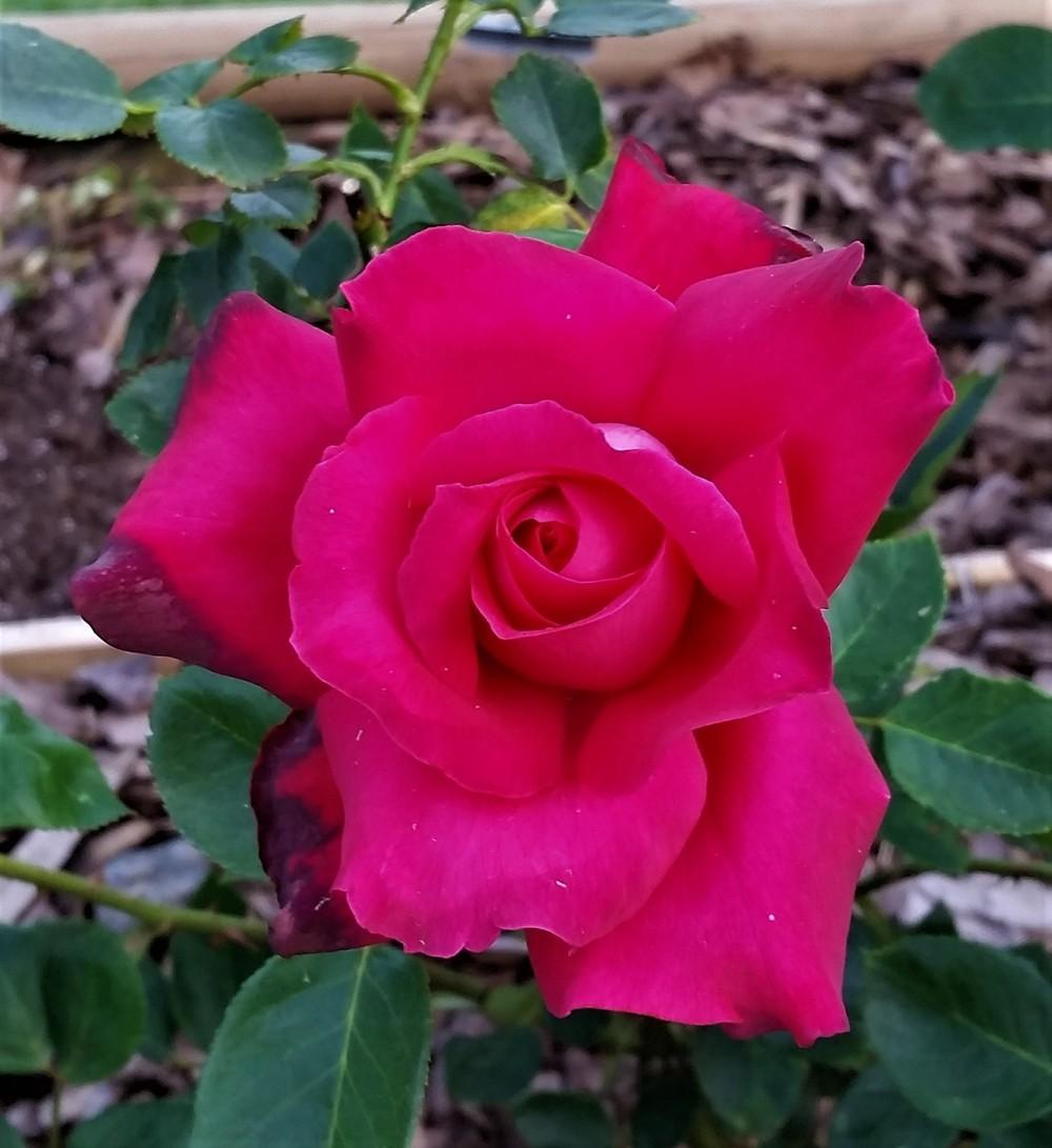 Photo of Rose (Rosa 'Dublin') uploaded by KenNEGA