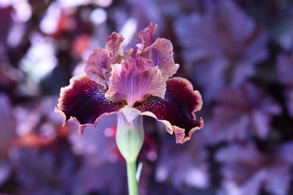 Photo of Intermediate Bearded Iris (Iris 'Uptown Fashion') uploaded by cliftoncat