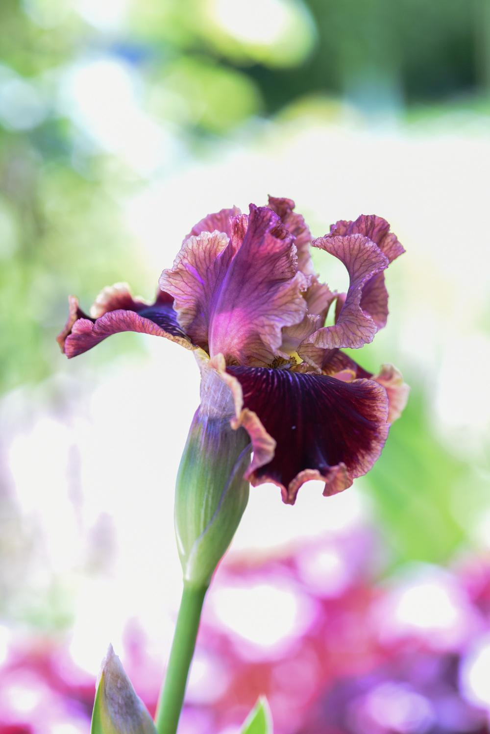 Photo of Intermediate Bearded Iris (Iris 'Uptown Fashion') uploaded by cliftoncat