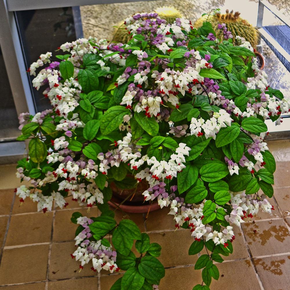 Photo of Bleeding Heart (Clerodendrum) uploaded by dawiz1753