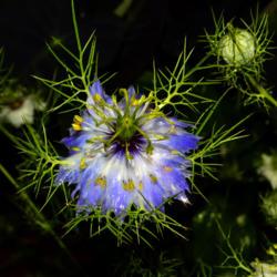 Location: Botanical Gardens of the State of Georgia...Athens, Ga
Date: 2019-05-12
Love in a Mist 019