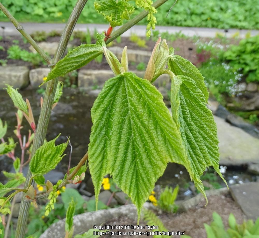 Photo of Striped Maple (Acer pensylvanicum) uploaded by kniphofia