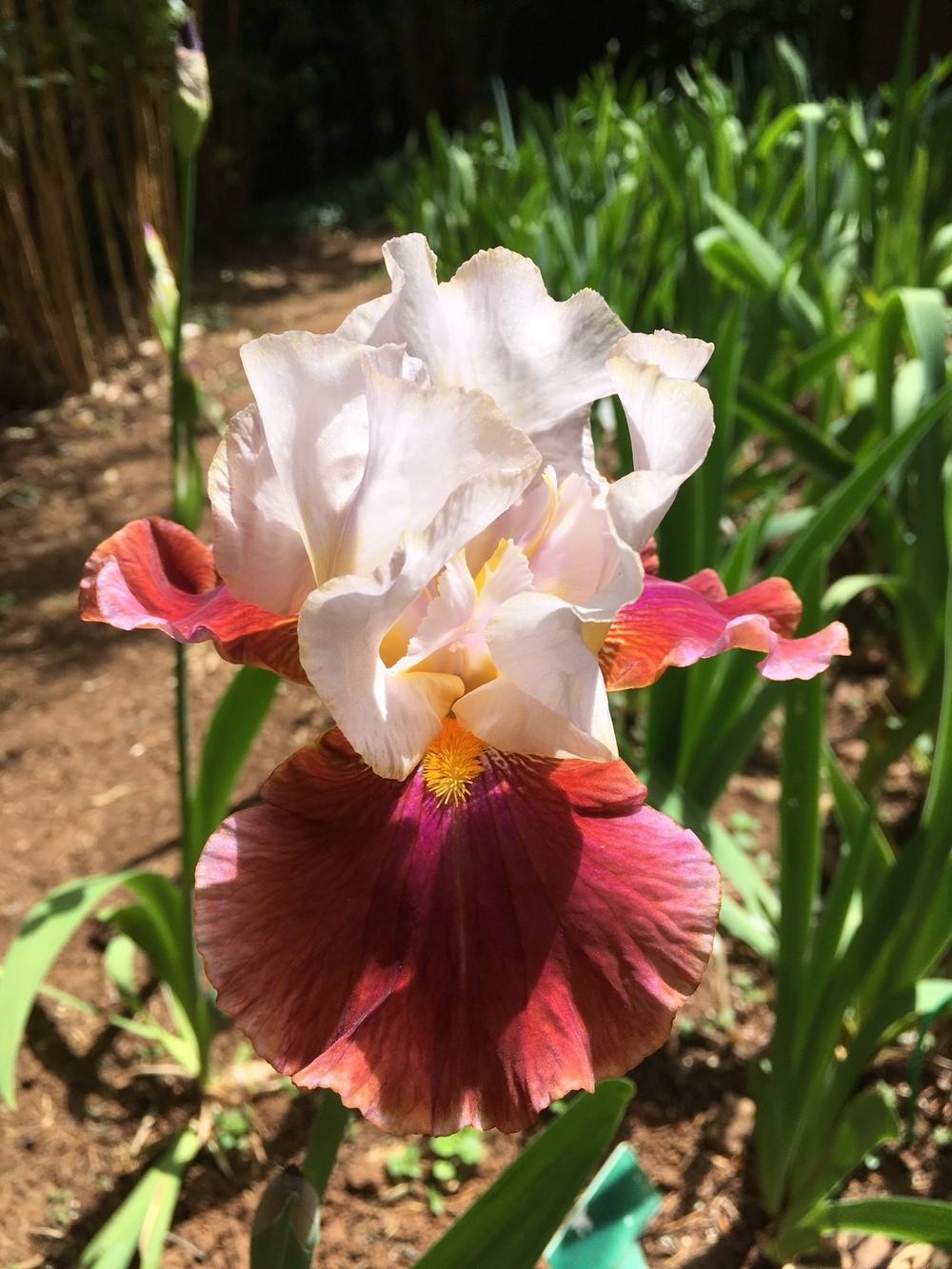 Photo of Tall Bearded Iris (Iris 'Bud to Blossom') uploaded by lharvey16