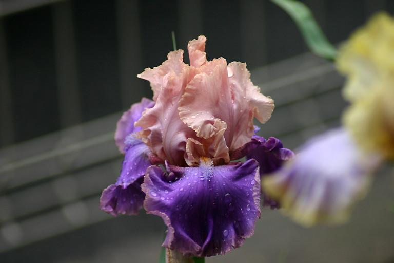 Photo of Tall Bearded Iris (Iris 'Florentine Silk') uploaded by loosertora