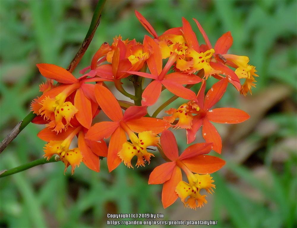 Photo of Crucifix Orchid (Epidendrum radicans) uploaded by plantladylin