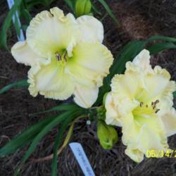Location: My garden in northeast Texas
Date: 2019-05-14
Caribbean Victoria Jewel  unregistered daylily