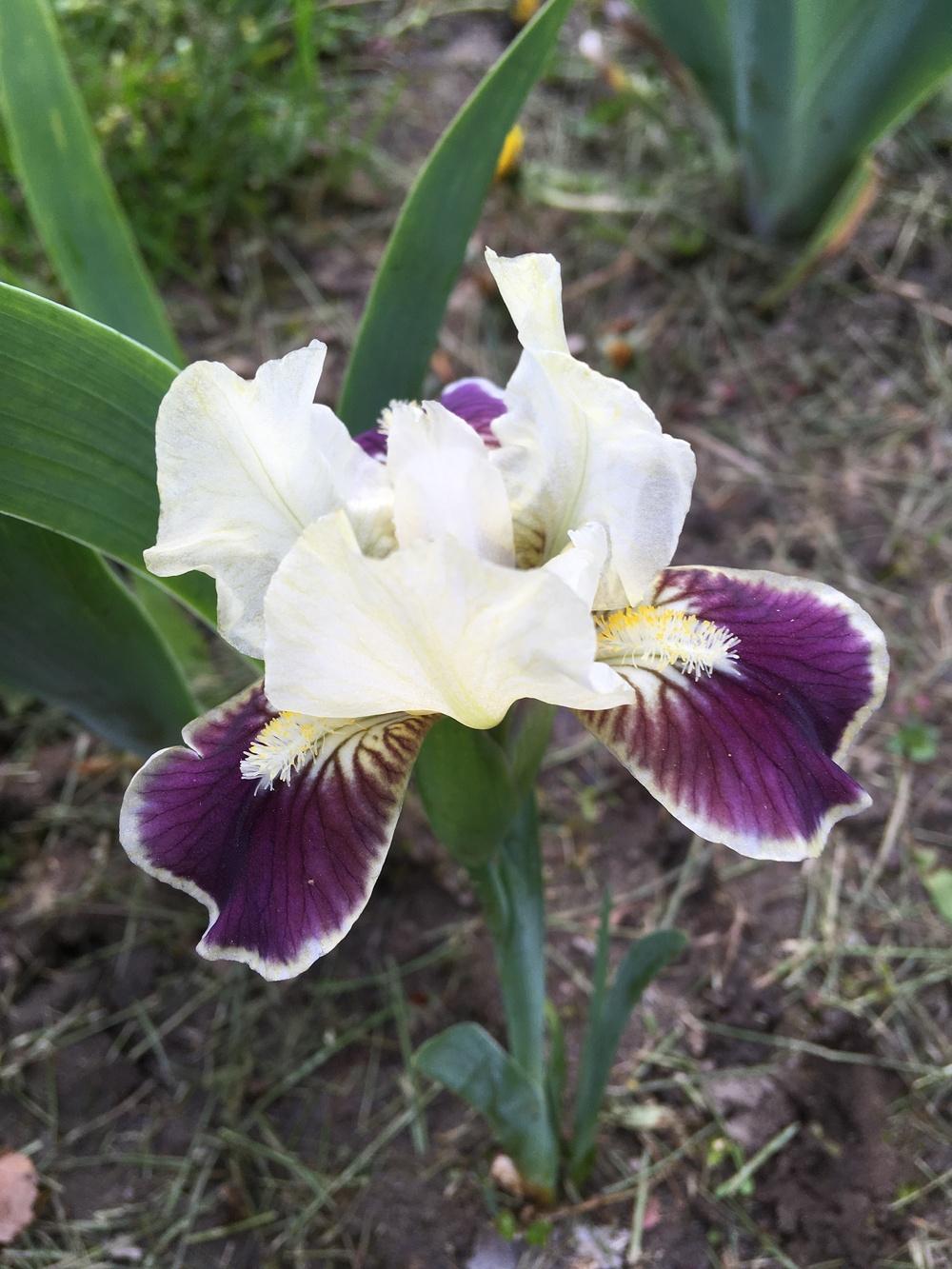 Photo of Standard Dwarf Bearded Iris (Iris 'Making Eyes') uploaded by Lbsmitty