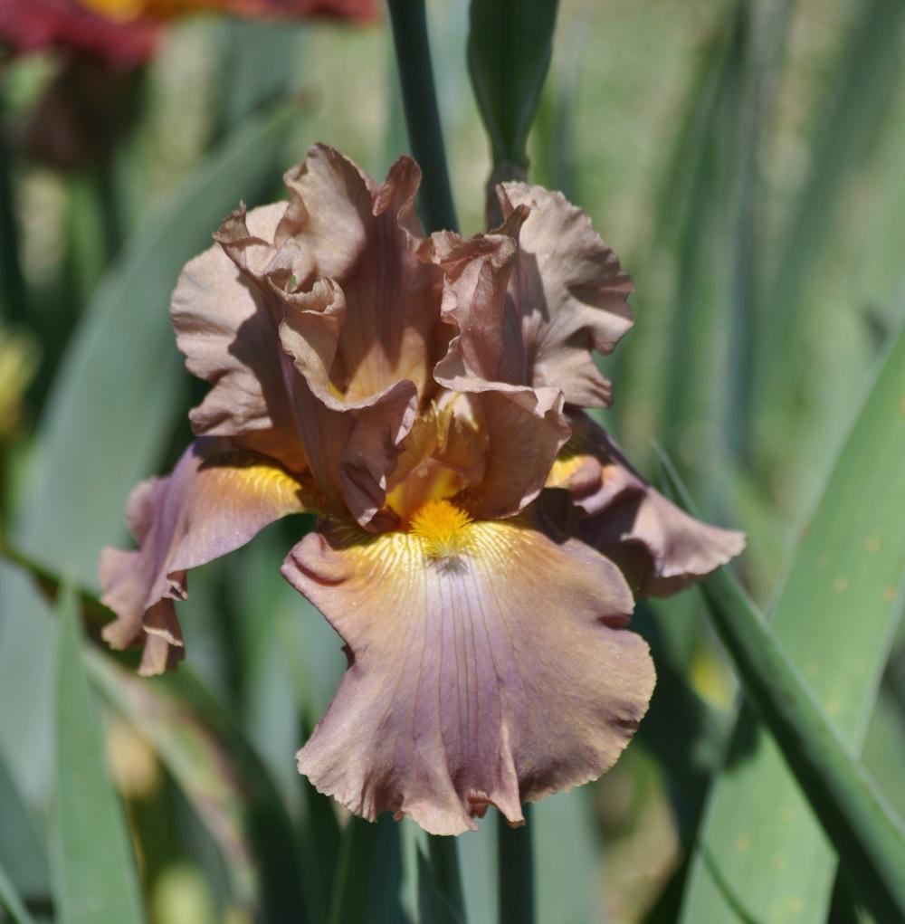 Photo of Tall Bearded Iris (Iris 'Downtown Brown') uploaded by LewEm