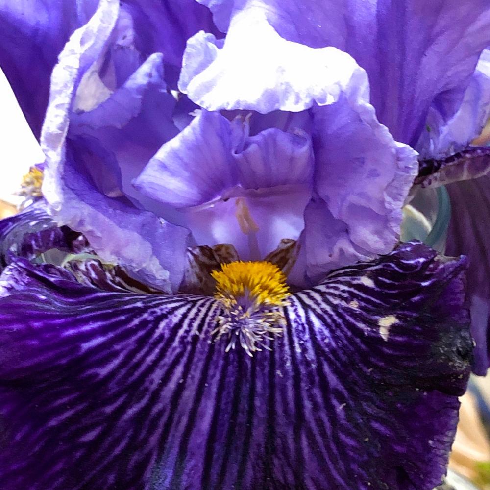 Photo of Tall Bearded Iris (Iris 'Snow Melt') uploaded by Njiris