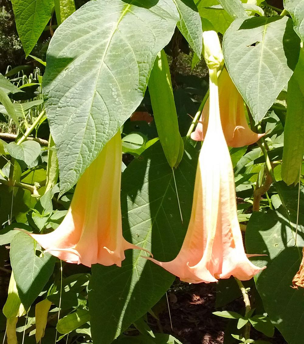 Photo of Angel's Trumpets (Brugmansia) uploaded by carlissa904