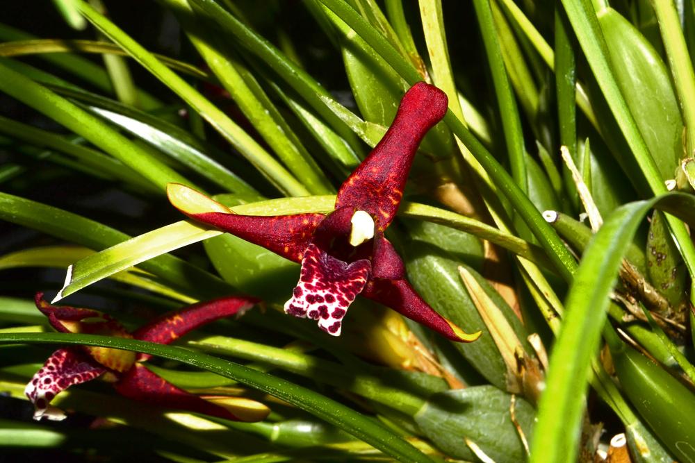 Photo of Coconut Orchid (Maxillaria tenuifolia) uploaded by dawiz1753