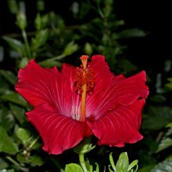 Location: Botanical Gardens of the State of Georgia...Athens, Ga
Date: 2019-05-15
Tropical Hibiscus 006