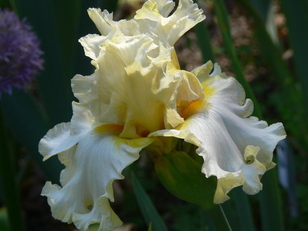 Photo of Tall Bearded Iris (Iris 'Diamond Broker') uploaded by janwax