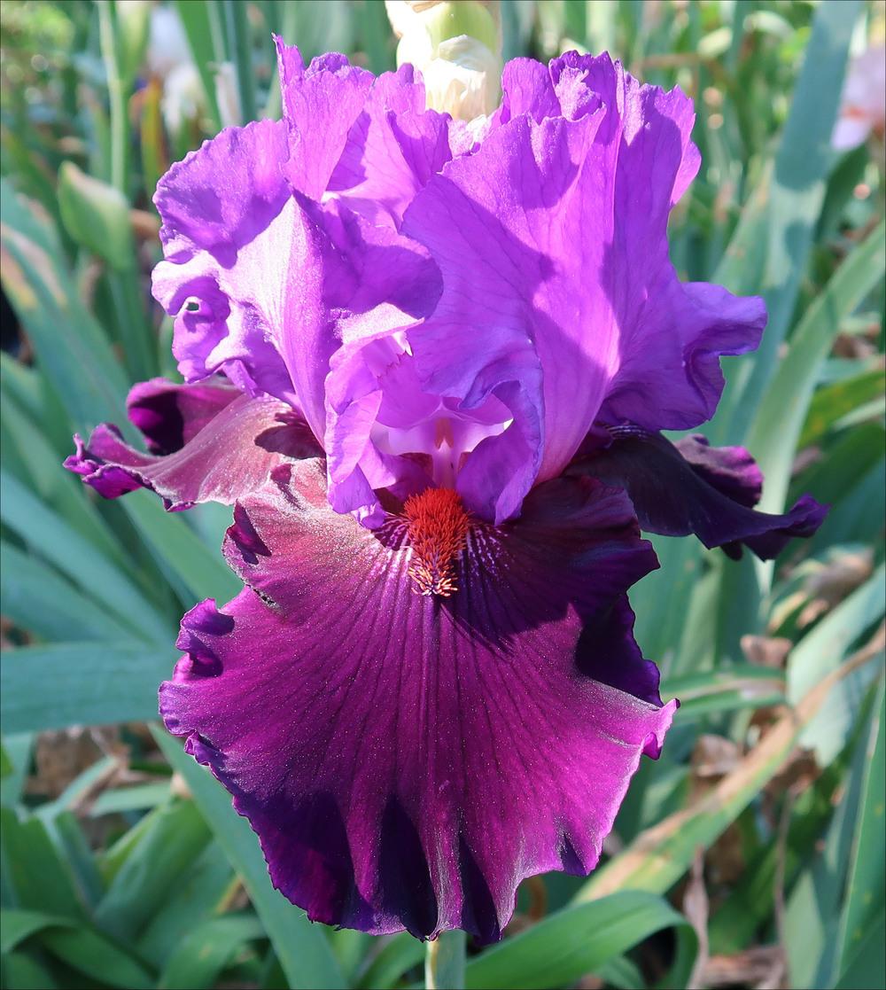 Photo of Tall Bearded Iris (Iris 'Visiting Royalty') uploaded by Polymerous