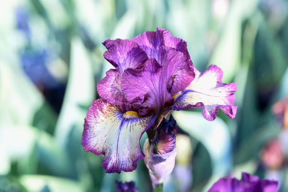 Photo of Tall Bearded Iris (Iris 'Innocent Star') uploaded by cliftoncat