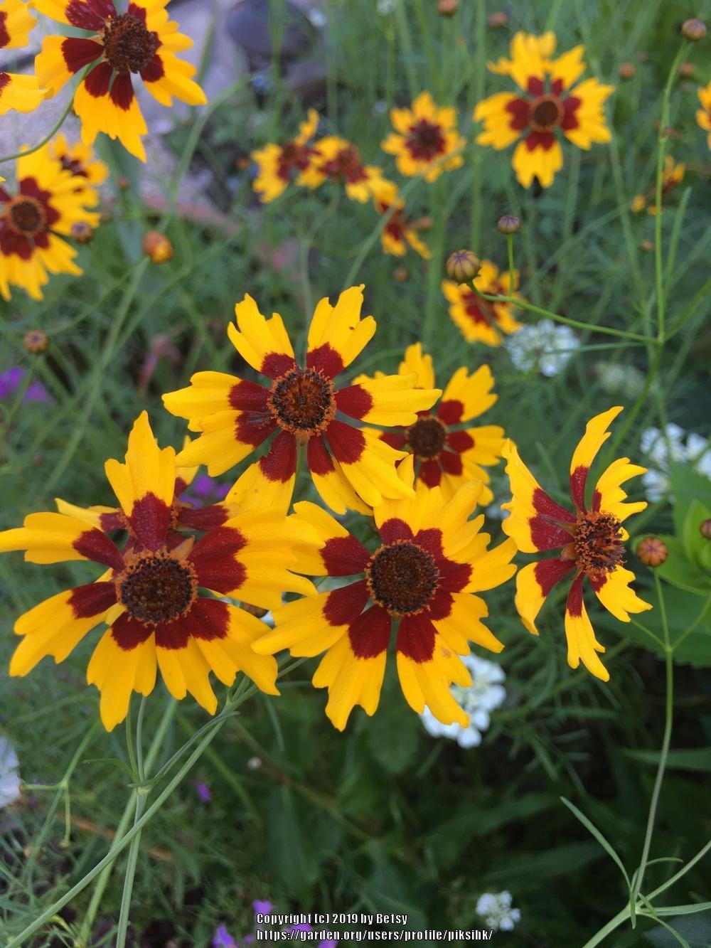 Photo of Tickseeds (Coreopsis) uploaded by piksihk