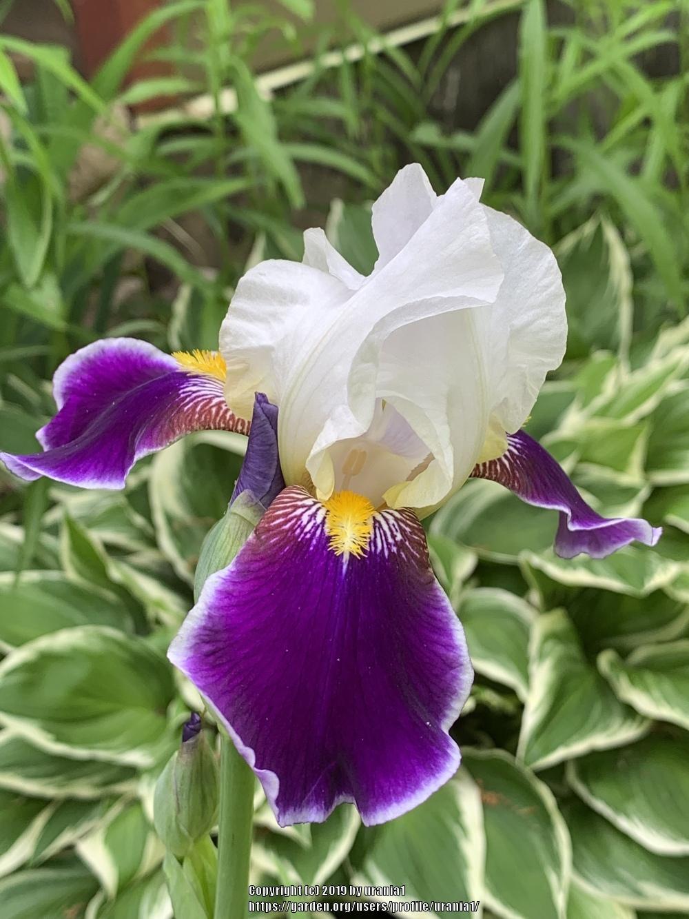 Photo of Tall Bearded Iris (Iris 'Wabash') uploaded by urania1