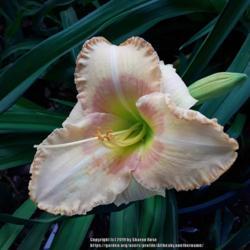 Location: My Caffeinated Garden, Grapevine, TX
Date: 2019-05-17
An average daylily here...pretty blooms.