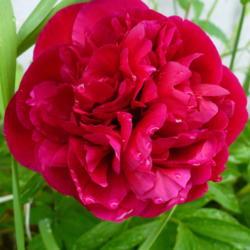Location: Nora's Garden - Castlegar, B.C.
Date: 2019-05-17
Also known as the Memorial Day Peony.